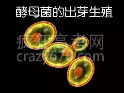 高中生物:高考中的明星生物──酵母菌