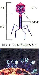 ֪ʶܽ࣬벻ֿԼ30ֲ