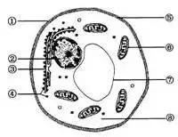 高中生物:高考中的明星生物──酵母菌